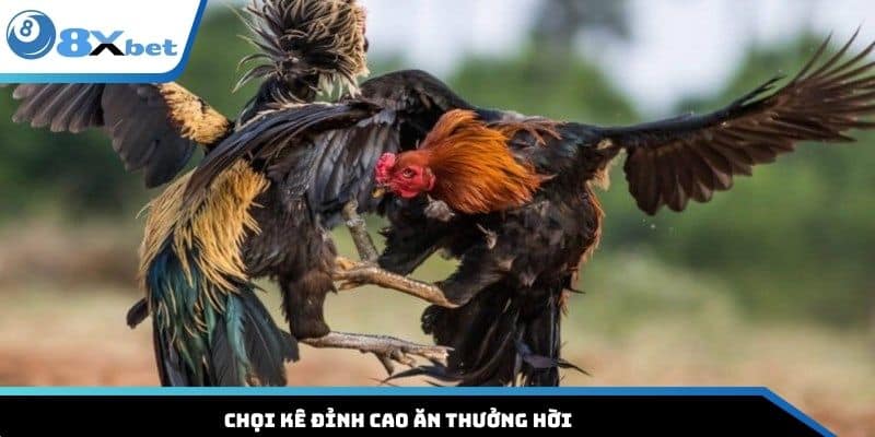 Chọi kê đỉnh cao ăn thưởng hời