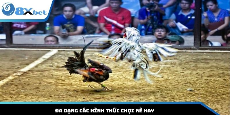Đa dạng các hình thức chọi kê hay