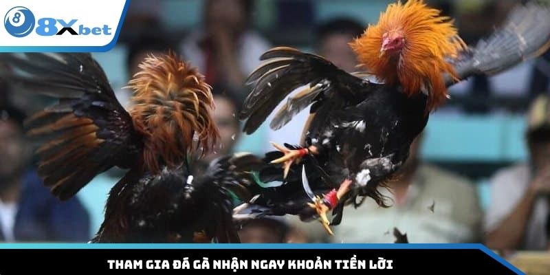 Tham gia đá gà nhận ngay khoản tiền lời