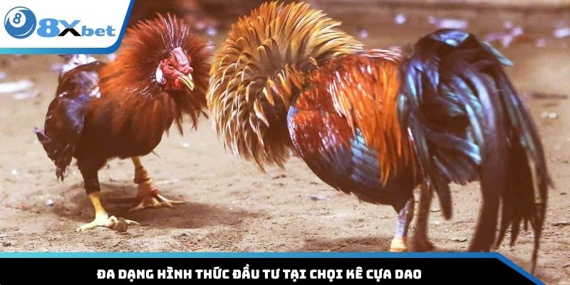 Đa dạng hình thức đầu tư tại chọi kê cựa dao