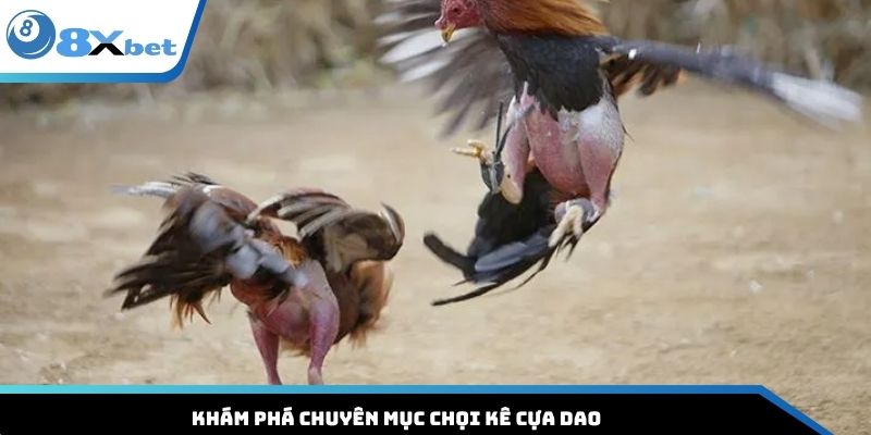 Khám phá chuyên mục chọi kê cựa dao