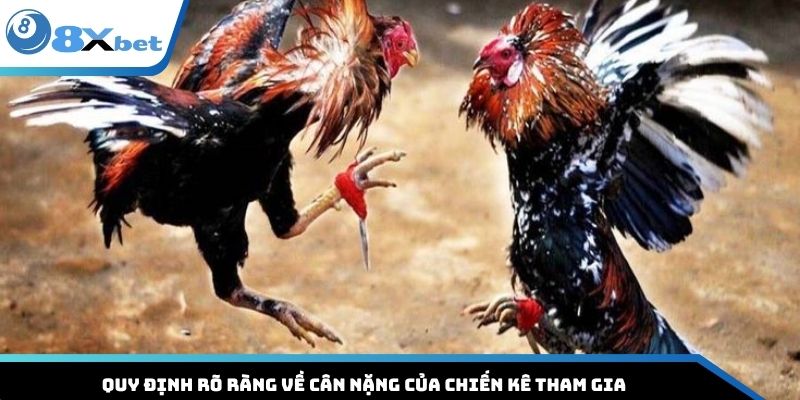 Quy định rõ ràng về cân nặng của chiến kê tham gia