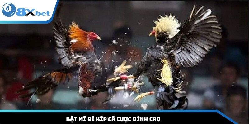 Bật mí bí kíp cá cược đỉnh cao