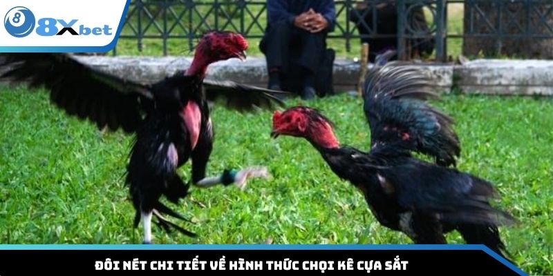 Đôi nét chi tiết về hình thức chọi kê cựa sắt