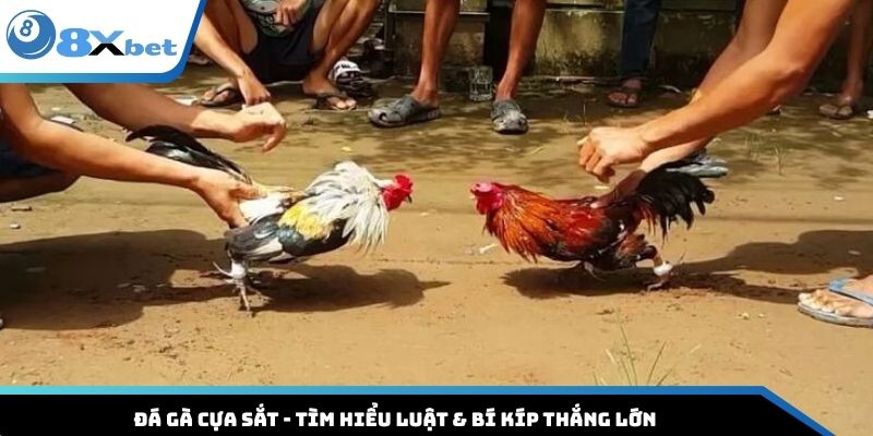 Đá Gà Cựa Sắt - Tìm Hiểu Luật & Bí Kíp Thắng Lớn Cực Đã 2025