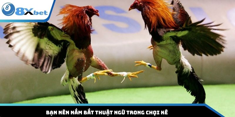 Bạn nên nắm bắt thuật ngữ trong chọi kê