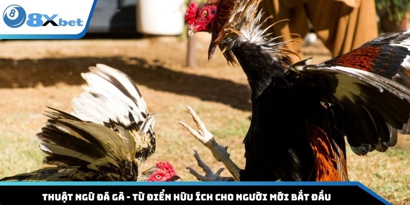 Thuật Ngữ Đá Gà - Từ Điển Hữu Ích Cho Người Mới Bắt Đầu