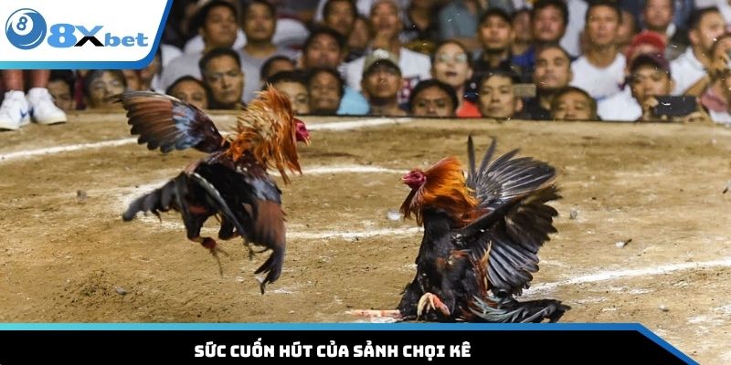Sức cuốn hút của sảnh chọi kê