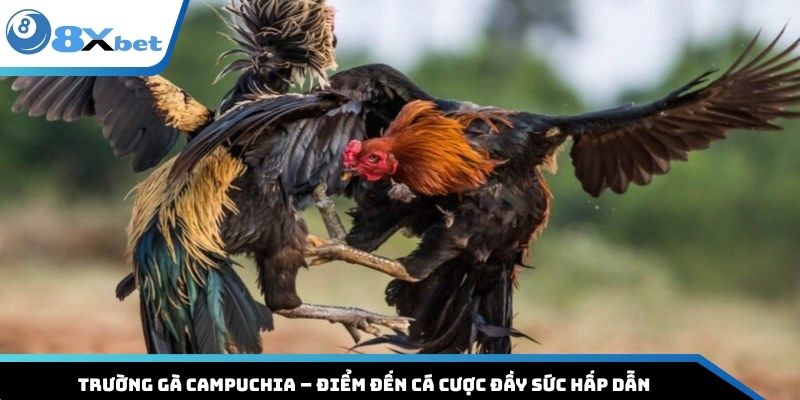 Trường Gà Campuchia – Điểm Đến Cá Cược Đầy Sức Hấp Dẫn