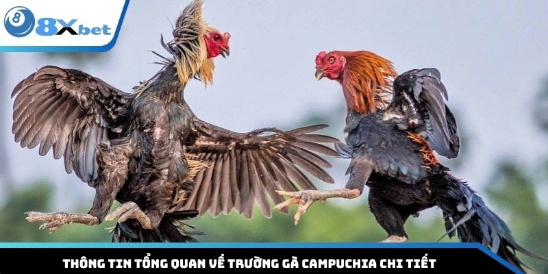 Thông tin tổng quan về trường gà Campuchia chi tiết